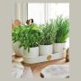 Buttermilk Herb Pots - Set of Three by Sophie Conran  - vj
