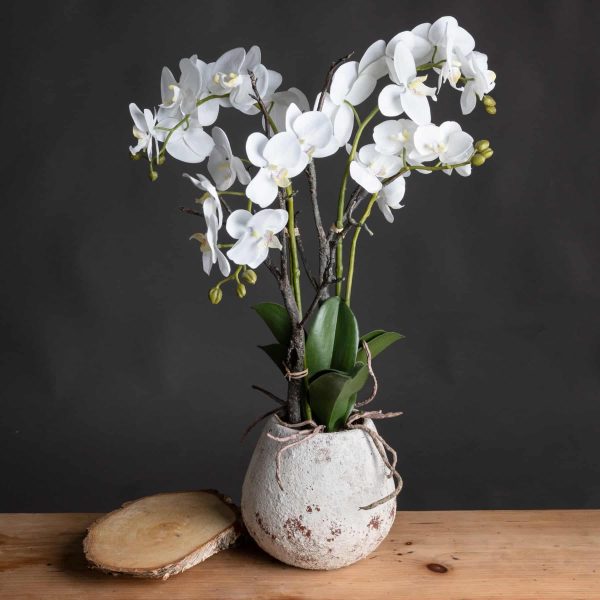 White Orchid In Stone Pot by Hill Interiors - Jaro - Jaro Design Studio - 1