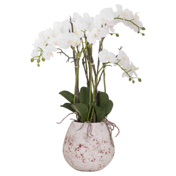Large Stone Potted Orchid With Roots, Hill Interiors - Jaro - Jaro Design Studio - 1