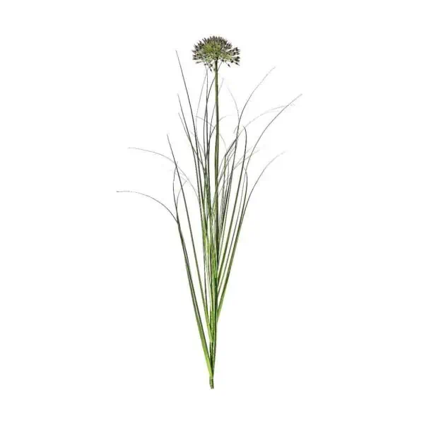 Allium Grass Spray Damson