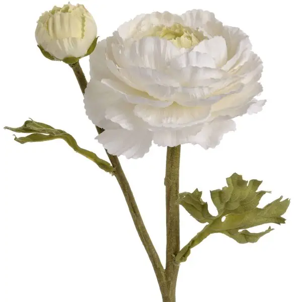 White Ranunculus Spray  - Jaro