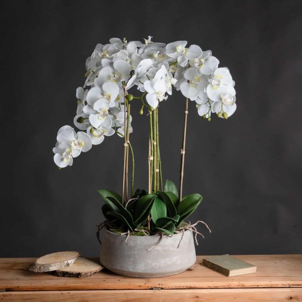 Large White Orchid In Stone Pot - Jaro - Jaro Design Studio - 1