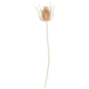 Metallic Gold Thistle Stem  - JX22