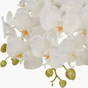 White Orchid in Moss Pot - Image 4