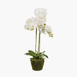 White Orchid in Moss Pot - Image 2