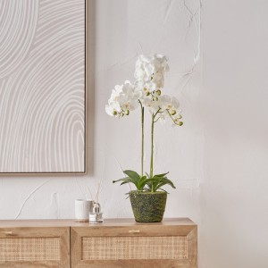 White Orchid in Moss Pot - Image 3