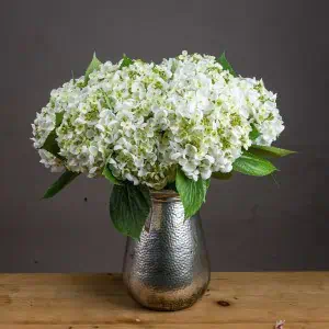 White Lace Cap Hydrangea Stem - Image 2
