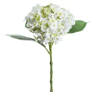 White Lace Cap Hydrangea Stem - Image 3